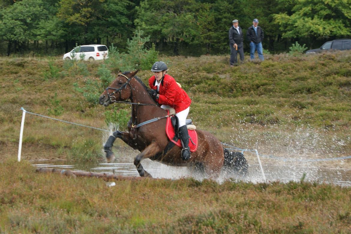 Anden særlig race Molly billede 8
