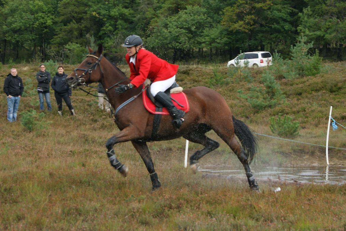 Anden særlig race Molly billede 9