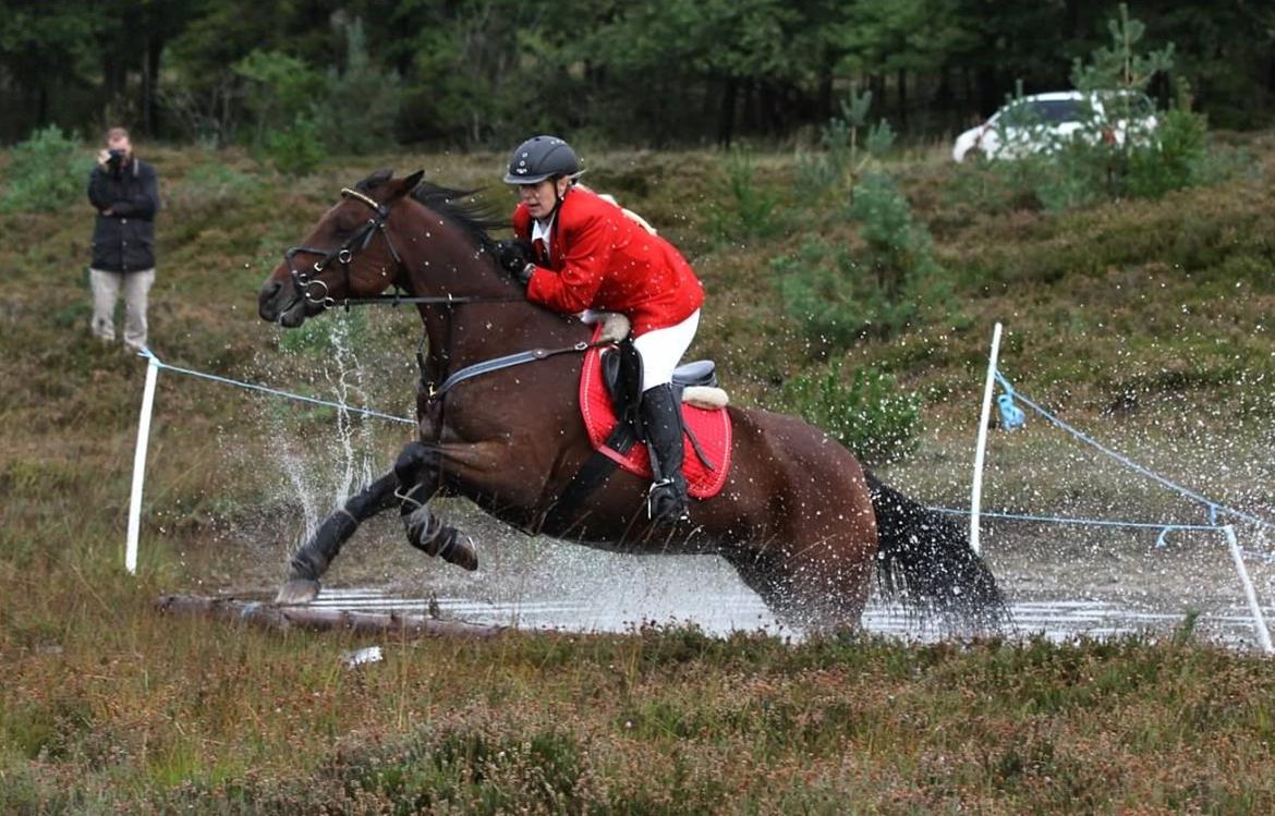 Anden særlig race Molly billede 1