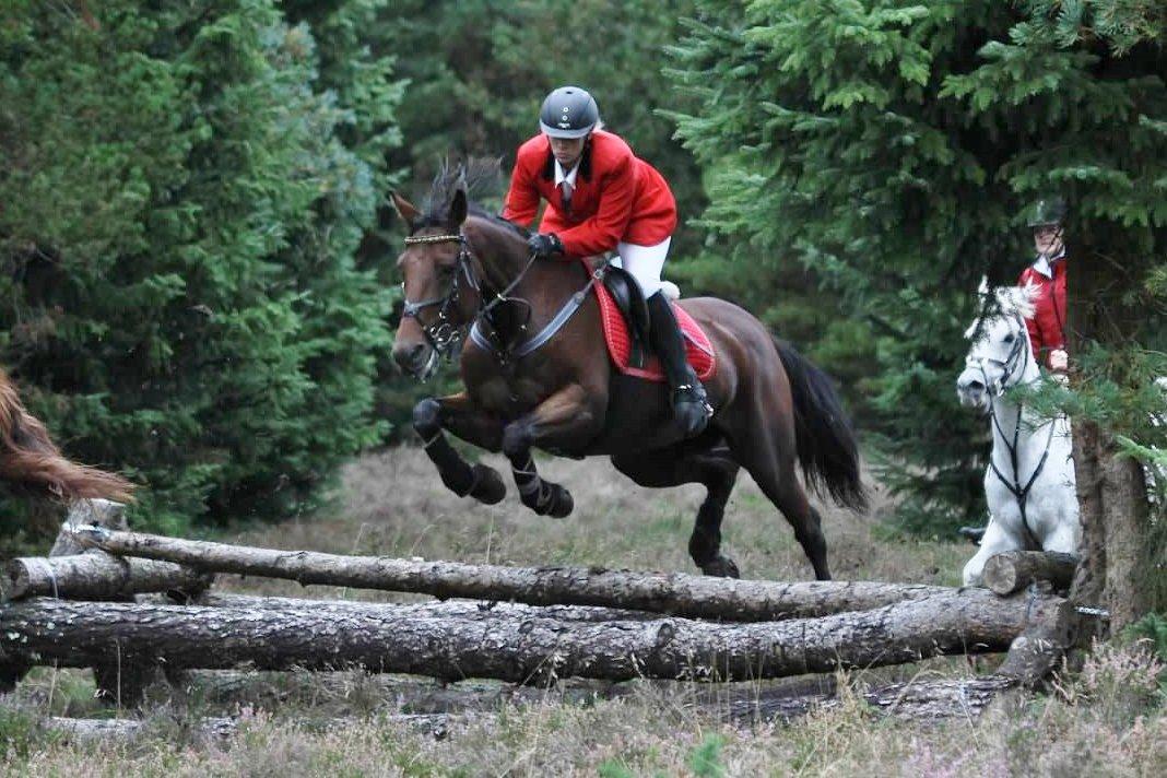 Anden særlig race Molly billede 13