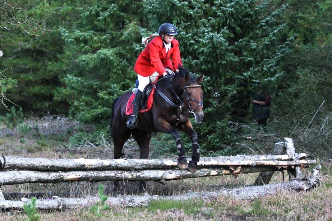 Anden særlig race Molly billede 14