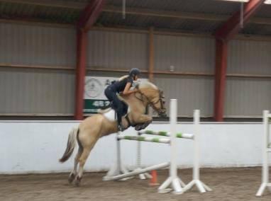 Fjordhest Micky (Penti) <3 - Springtræning med Caroline <3 ca. 120, første gang han springer den højde i et halvt år <3 bedste 2 billede 2