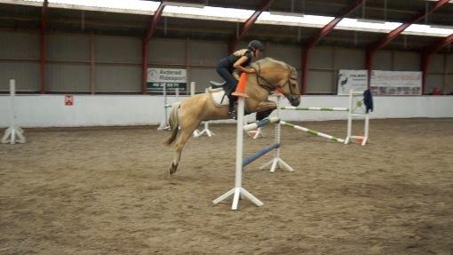 Fjordhest Micky (Penti) <3 billede 10