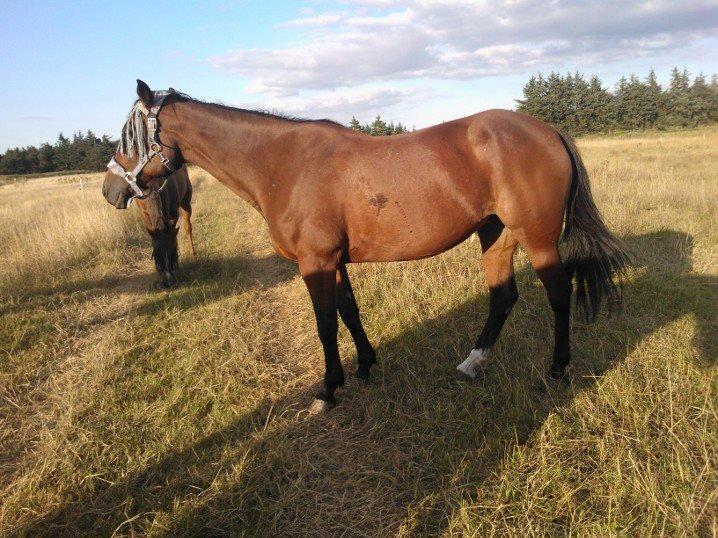 Anden særlig race Molly billede 18