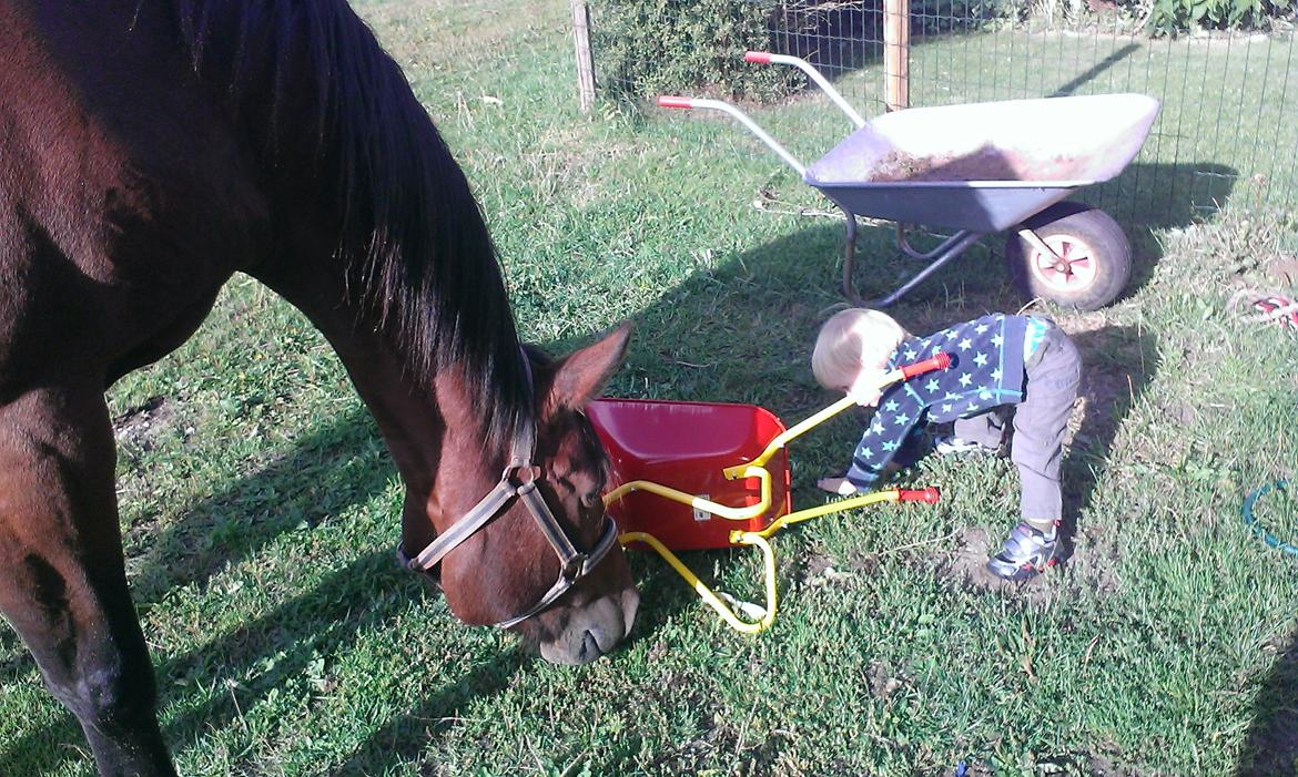 Anden særlig race Molly billede 20