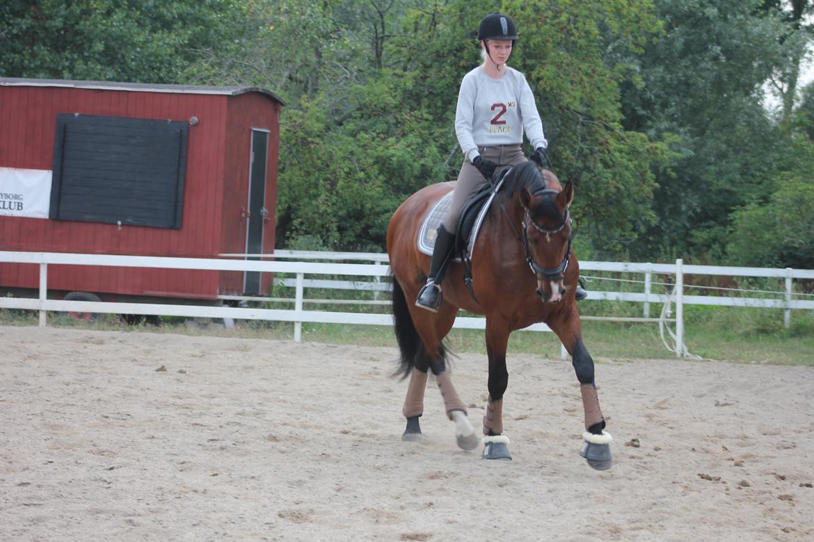 Dansk Varmblod Ocabell - Min søster Stine rider også vores basse en gang imellem <3 billede 16