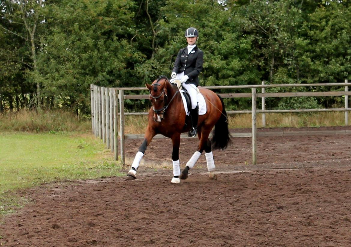 Dansk Varmblod Ocabell - savle savle ;) opvarmning 5 års i Billund (indledende) billede 3