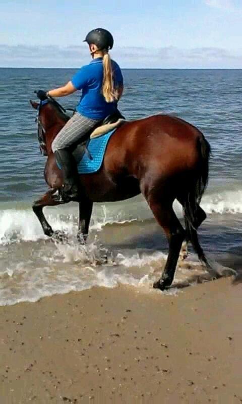 Anden særlig race Molly billede 29