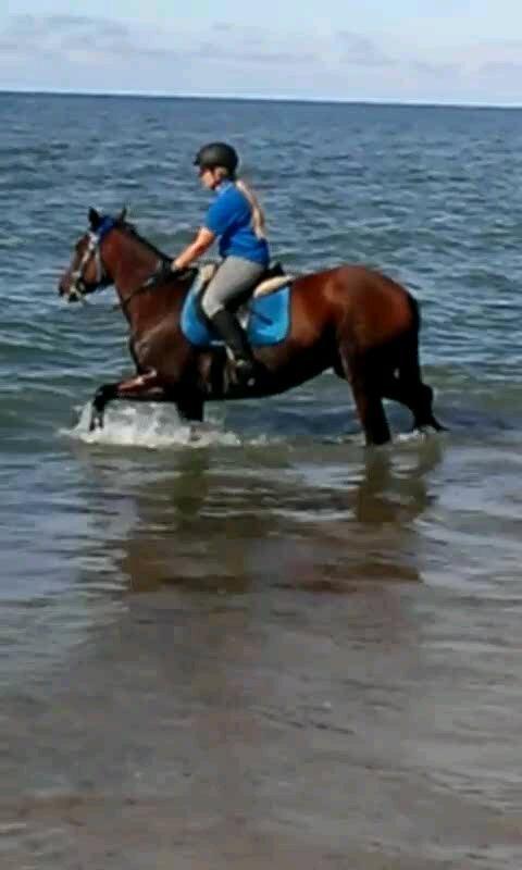 Anden særlig race Molly billede 30