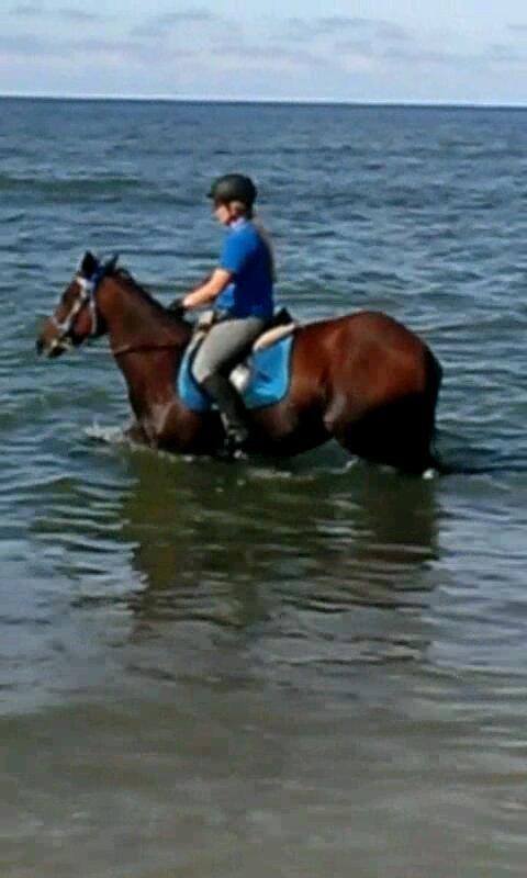 Anden særlig race Molly billede 31