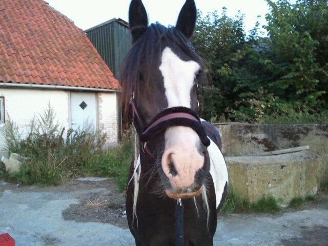 Tinker Lillevangens Pretty Woman billede 1