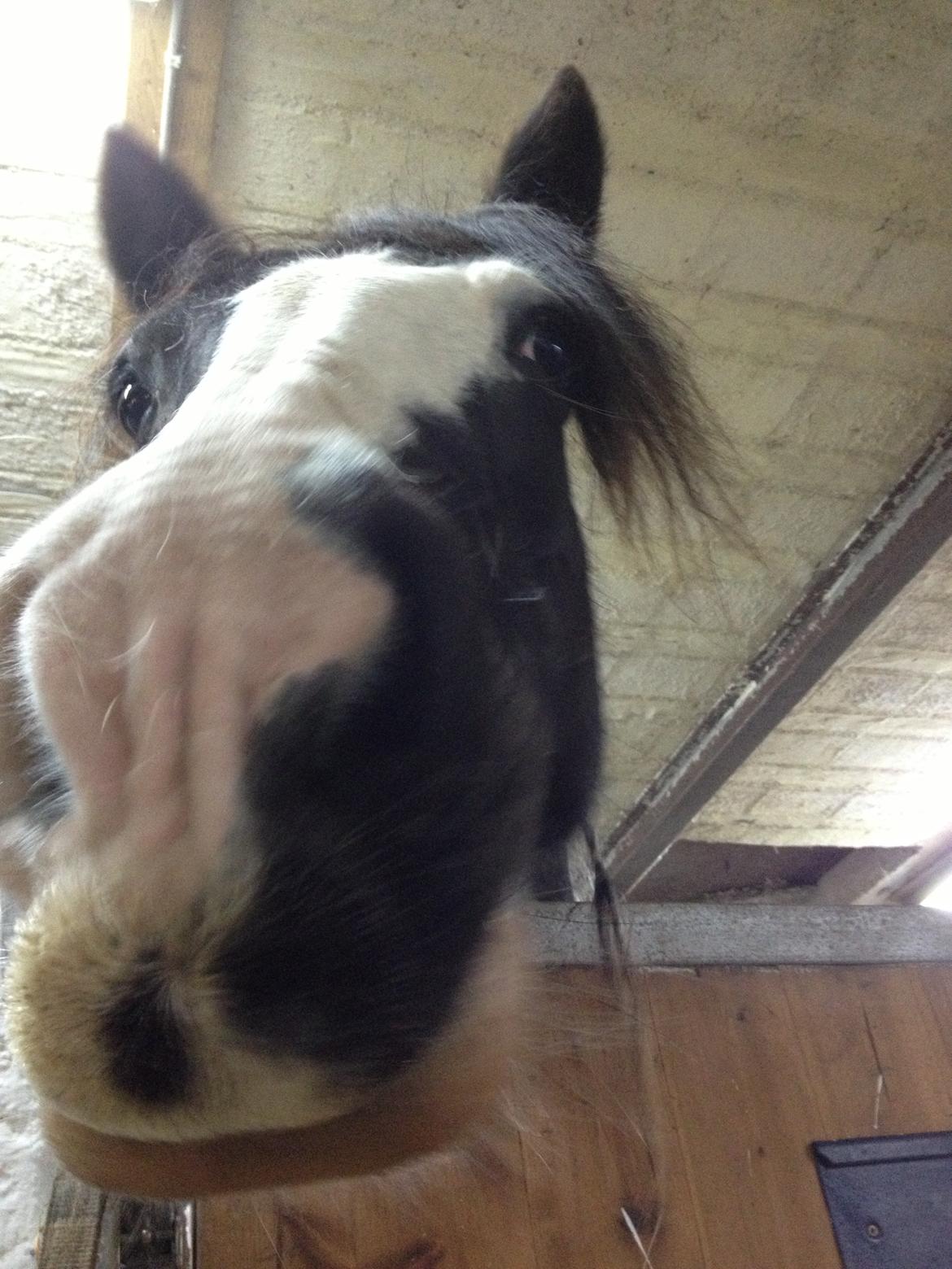 Tinker Lillevangens Pretty Woman billede 2