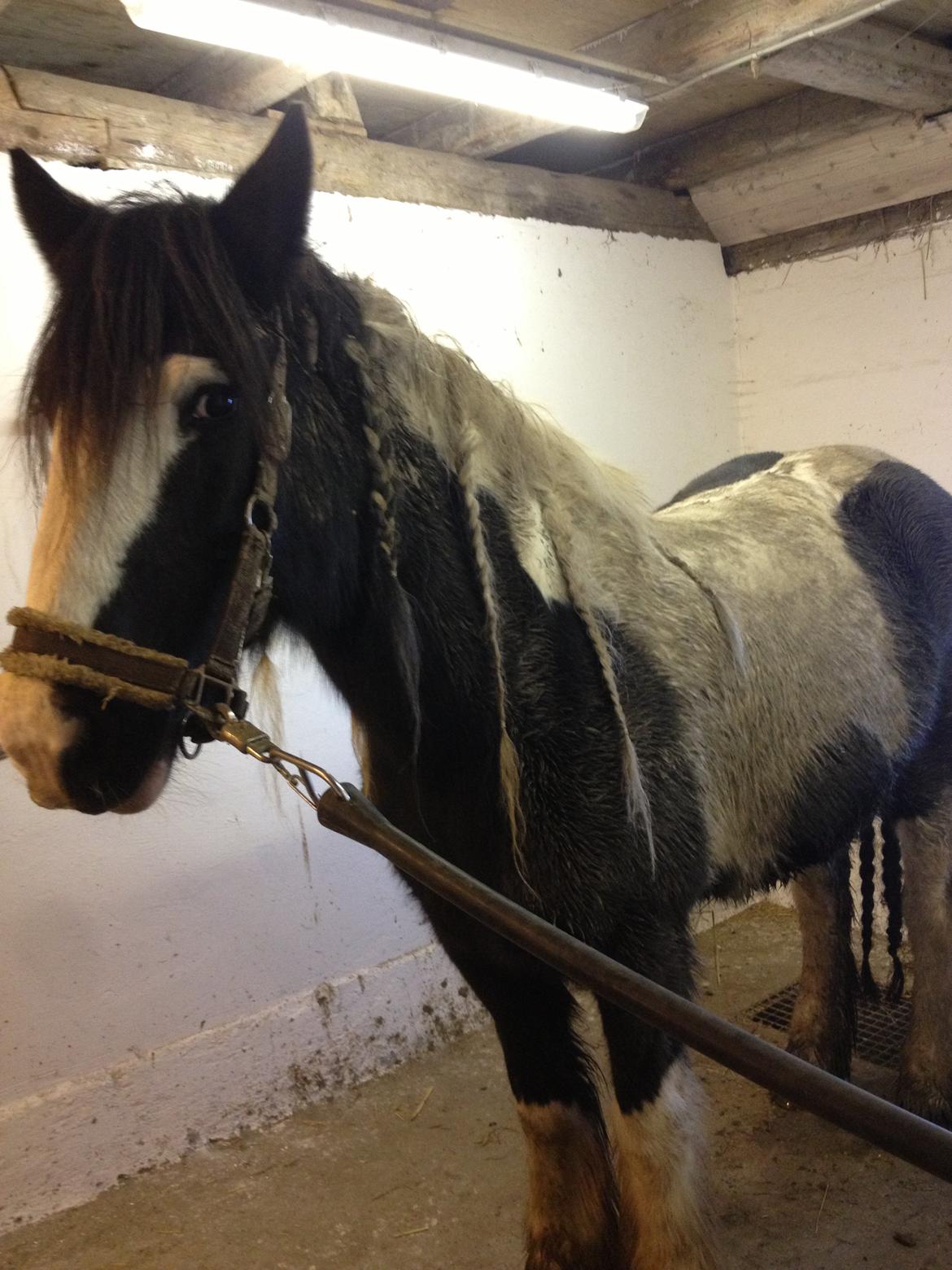 Tinker Lillevangens Pretty Woman billede 3