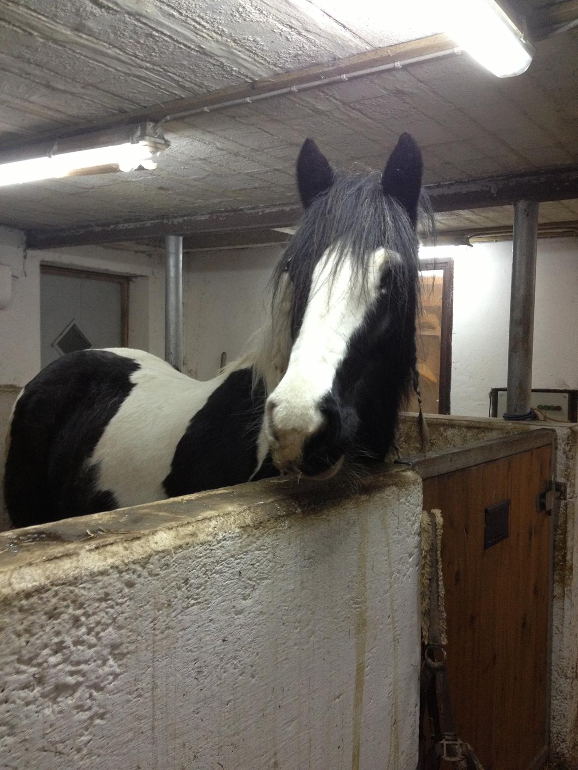 Tinker Lillevangens Pretty Woman billede 4