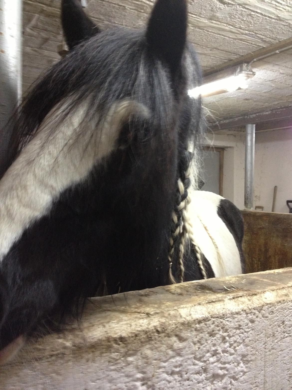 Tinker Lillevangens Pretty Woman billede 5