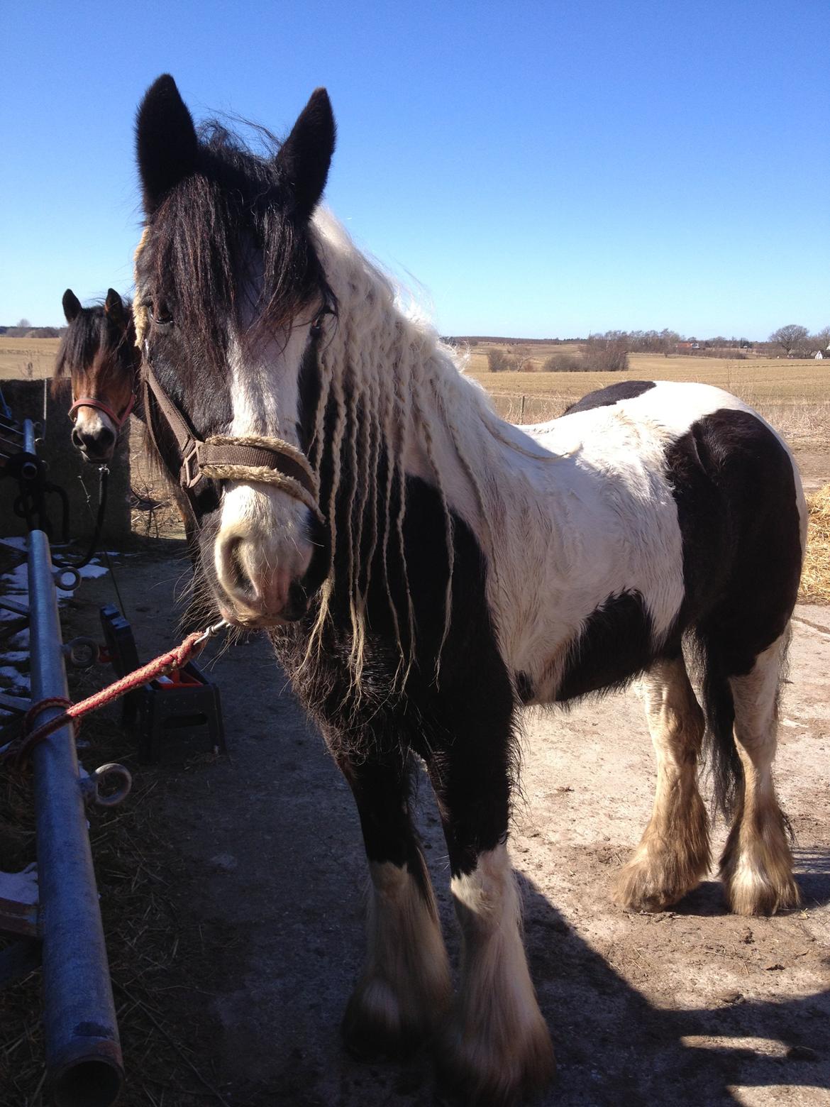 Tinker Lillevangens Pretty Woman billede 6