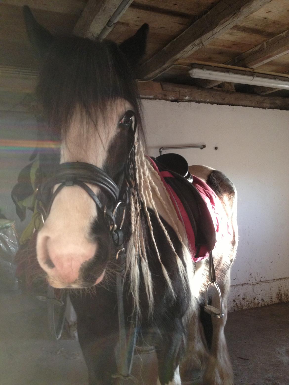 Tinker Lillevangens Pretty Woman billede 7