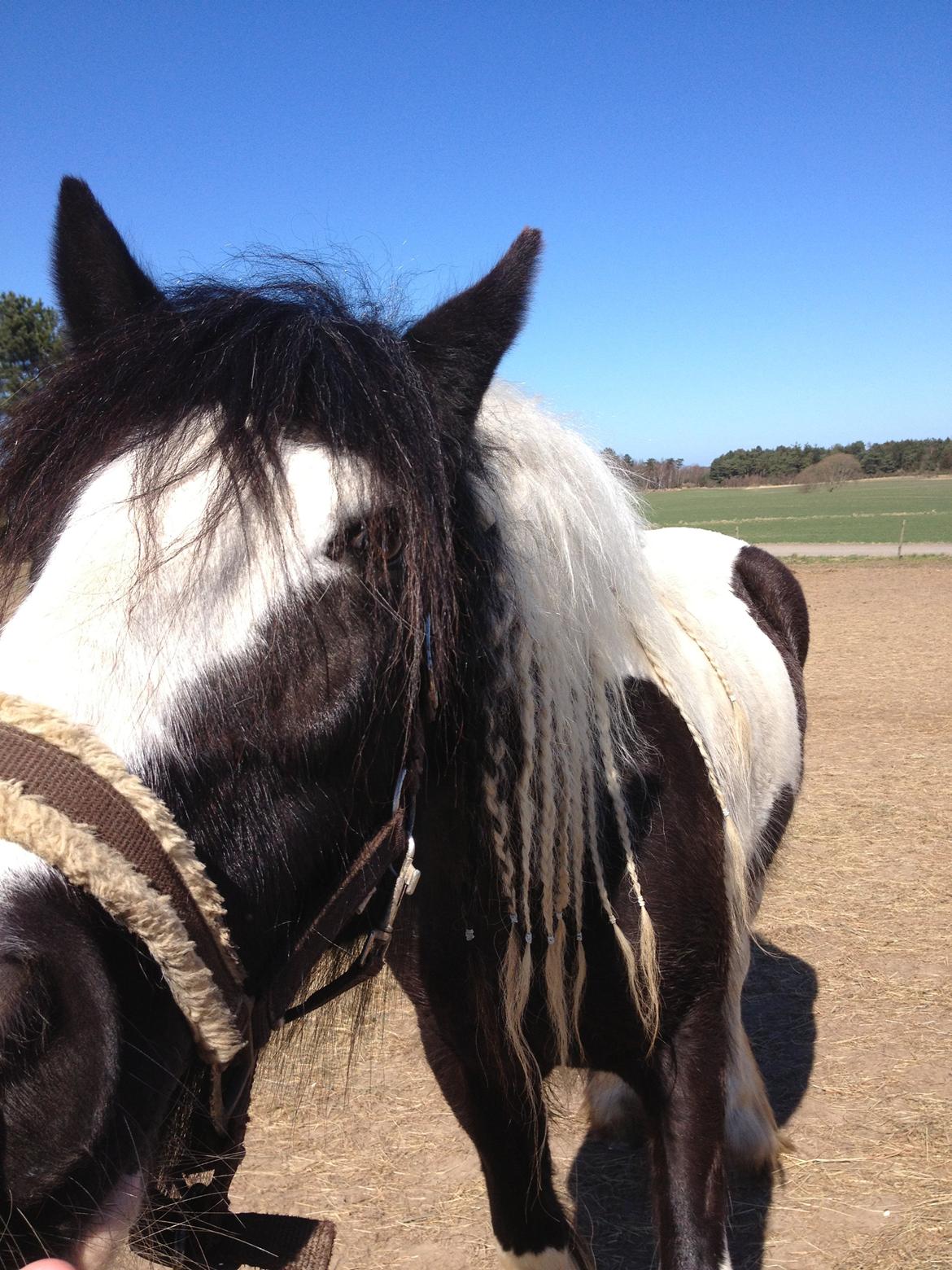 Tinker Lillevangens Pretty Woman billede 9