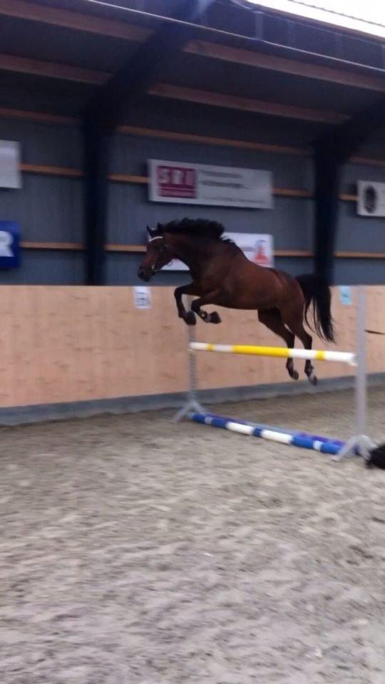 DSP Lykkehøjs Kiss Mee <3 billede 3