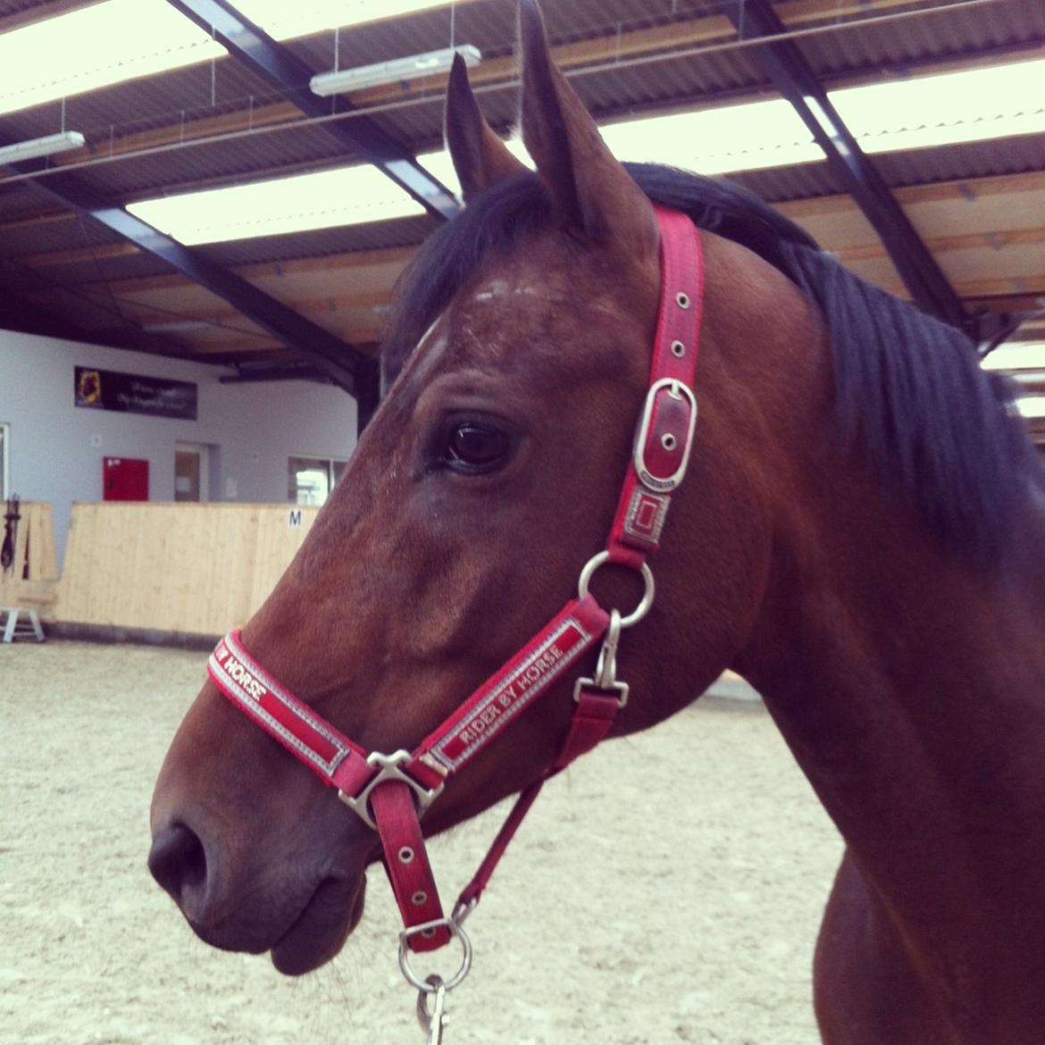 DSP Lykkehøjs Kiss Mee <3 billede 5