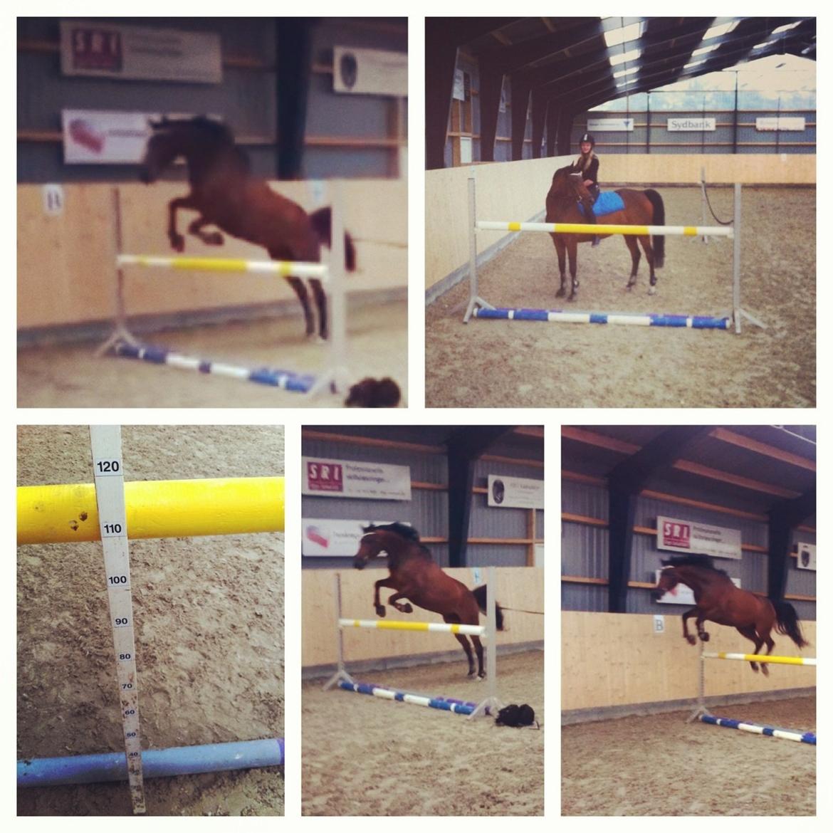 DSP Lykkehøjs Kiss Mee <3 billede 6