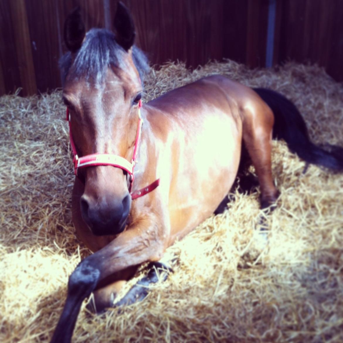 DSP Lykkehøjs Kiss Mee <3 billede 8