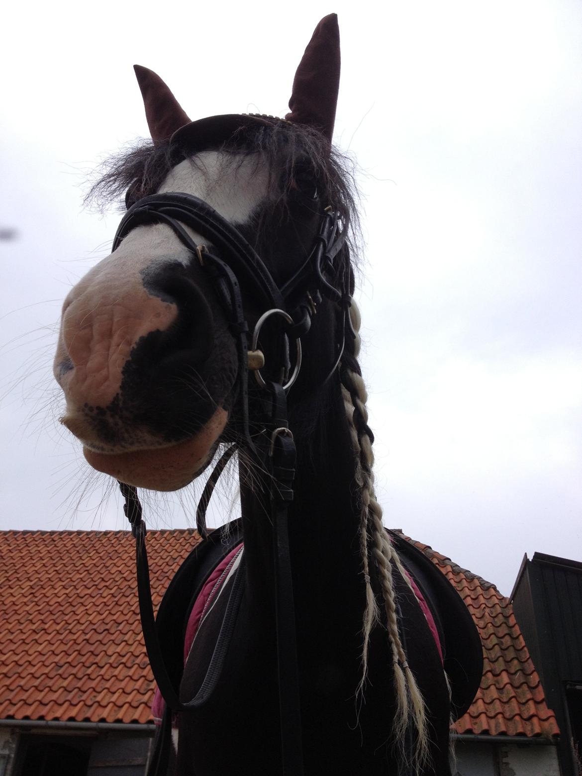 Tinker Lillevangens Pretty Woman billede 12