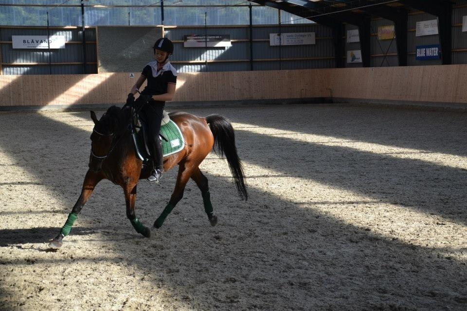 DSP Lykkehøjs Kiss Mee <3 billede 9