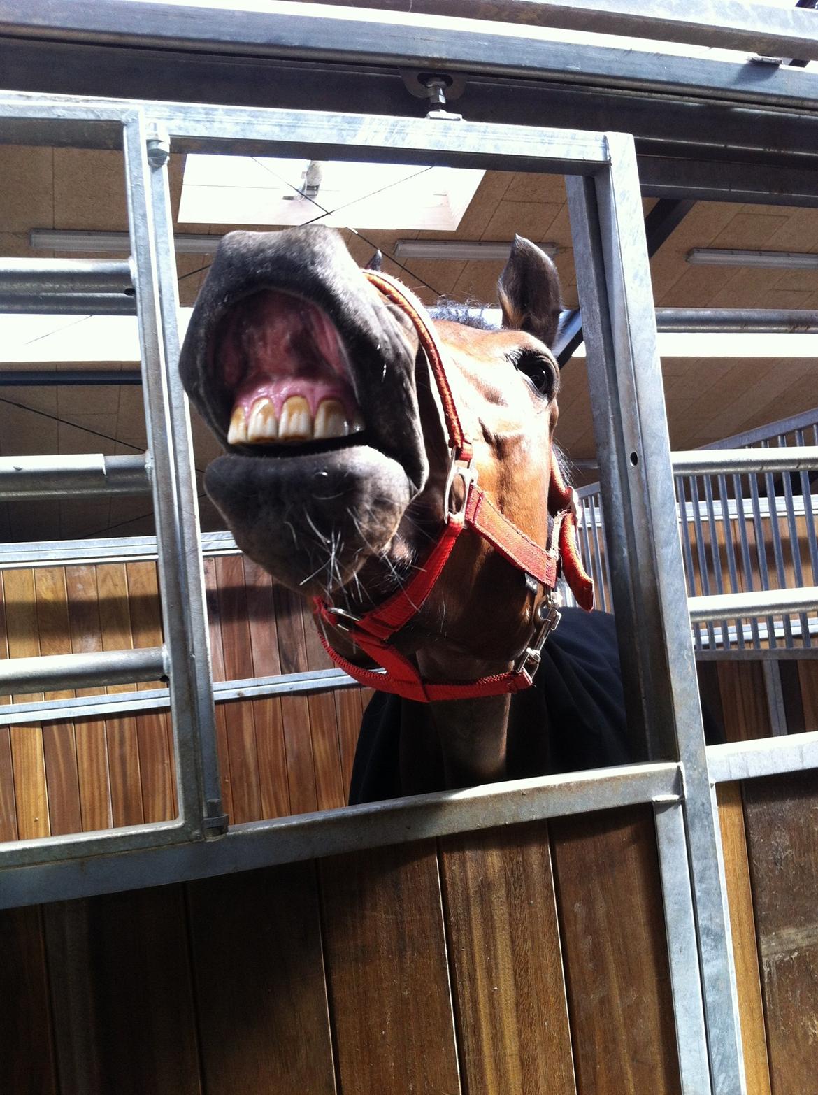 DSP Lykkehøjs Kiss Mee <3 billede 10