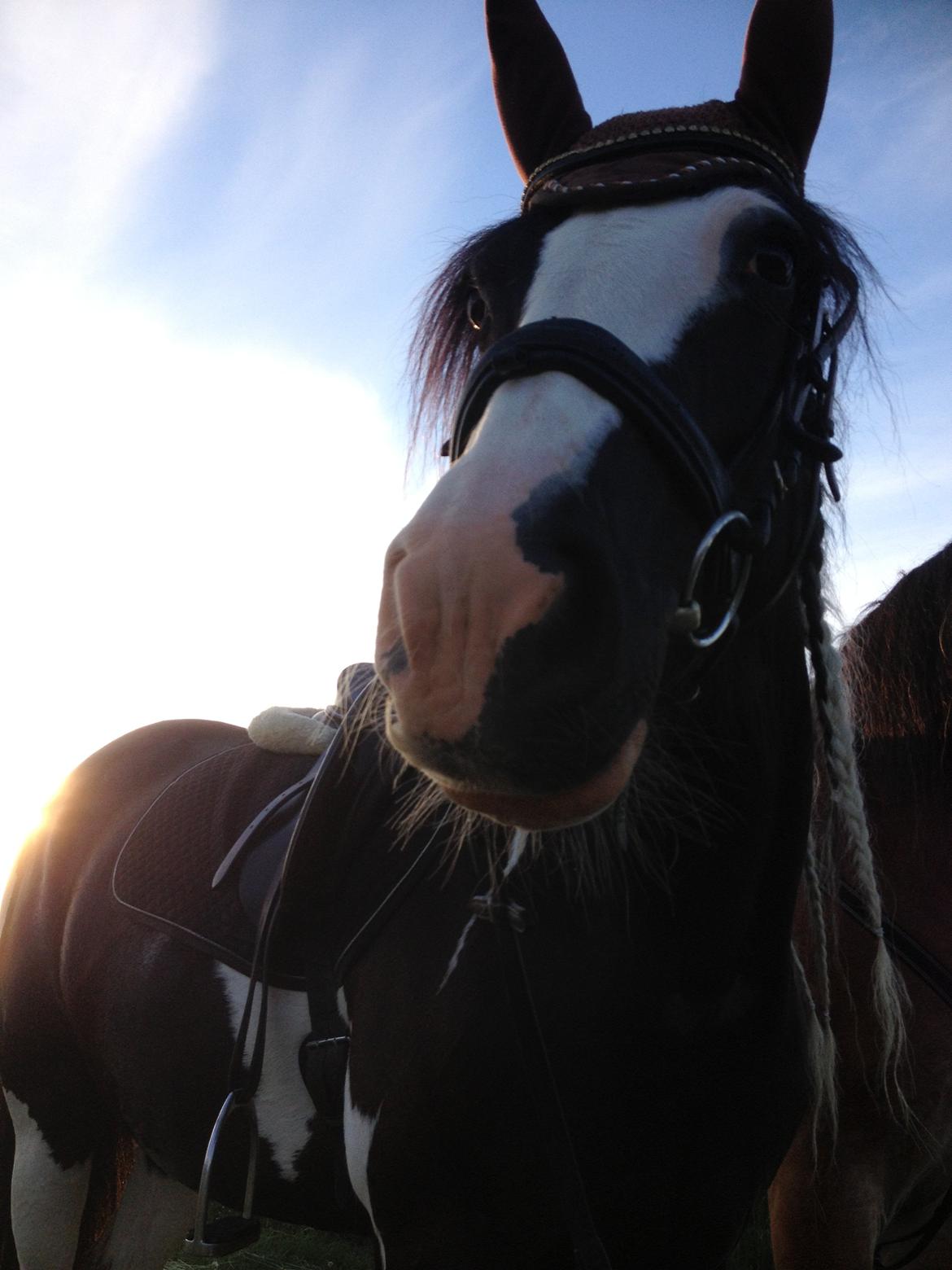 Tinker Lillevangens Pretty Woman billede 14