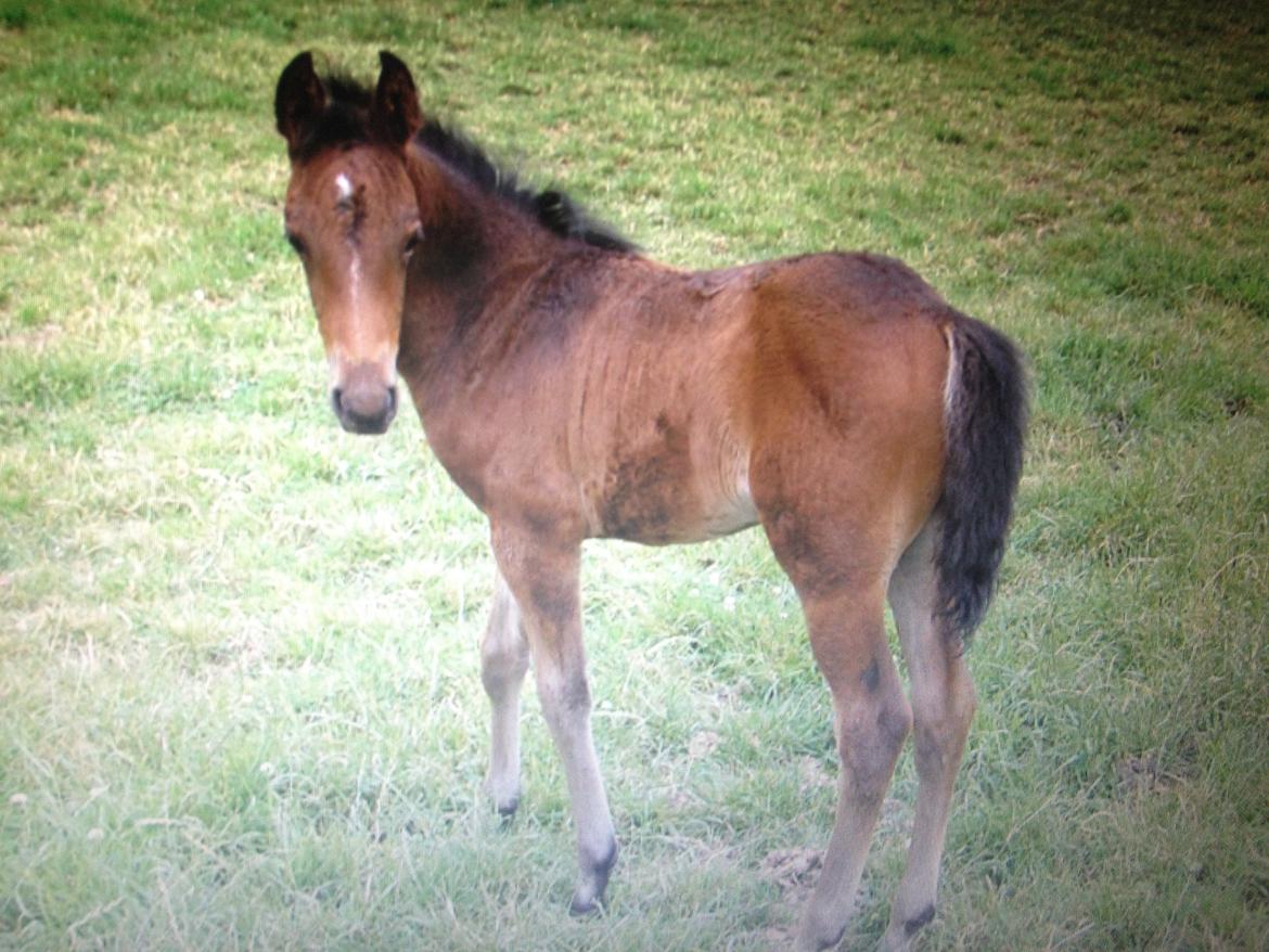 DSP Lykkehøjs Kiss Mee <3 billede 12