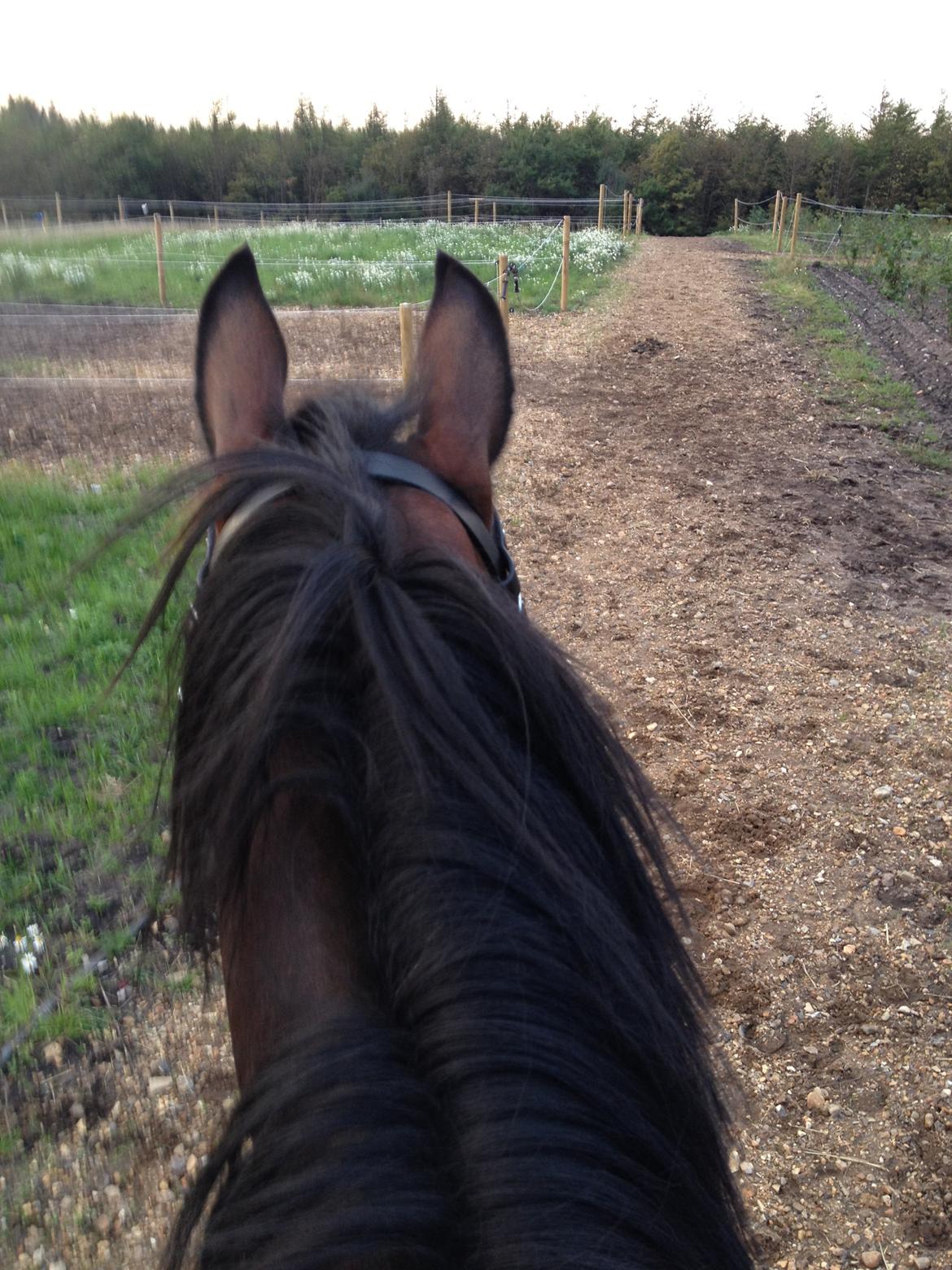 DSP Lykkehøjs Kiss Mee <3 billede 13