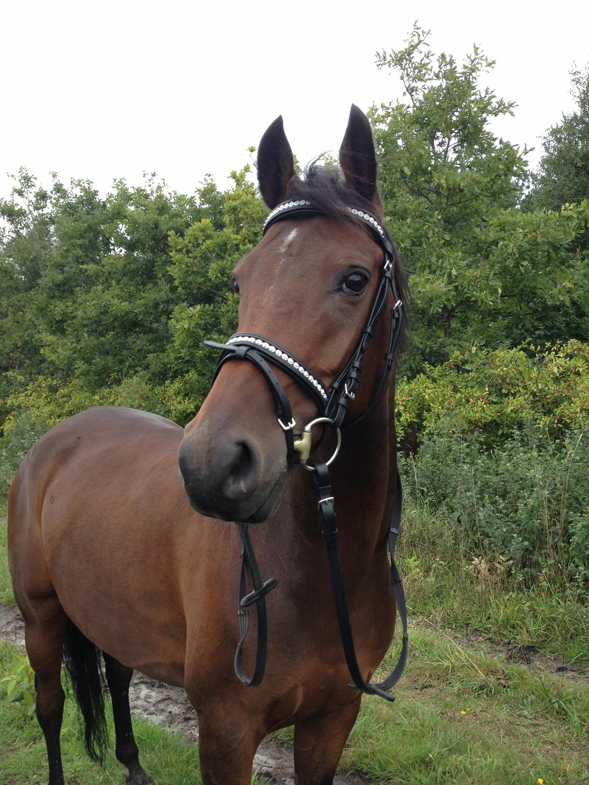 DSP Lykkehøjs Kiss Mee <3 billede 14