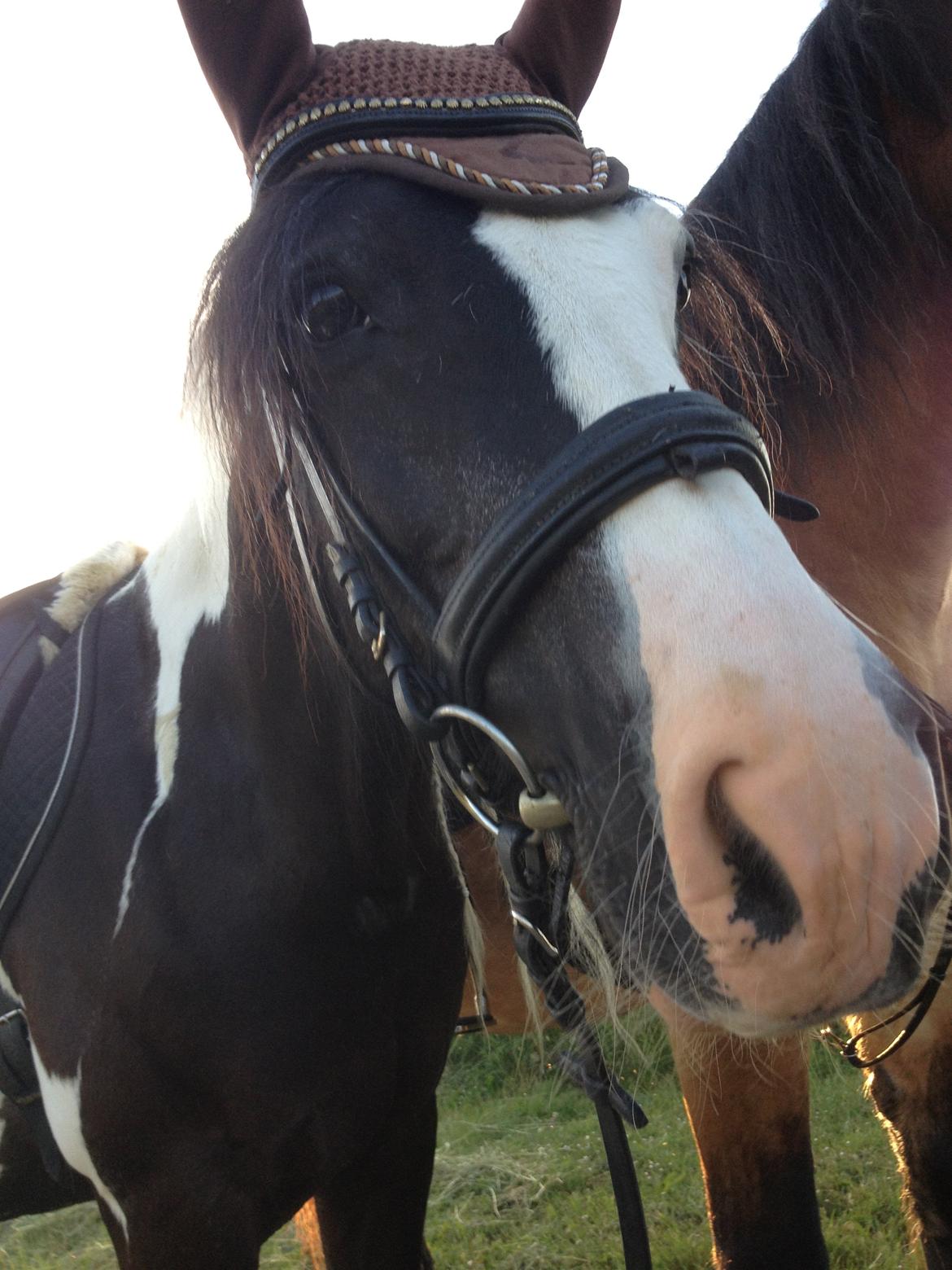 Tinker Lillevangens Pretty Woman billede 15