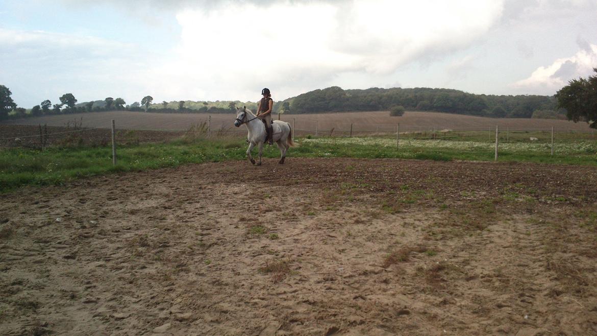 Anden særlig race Lille Ole (solgt) billede 10