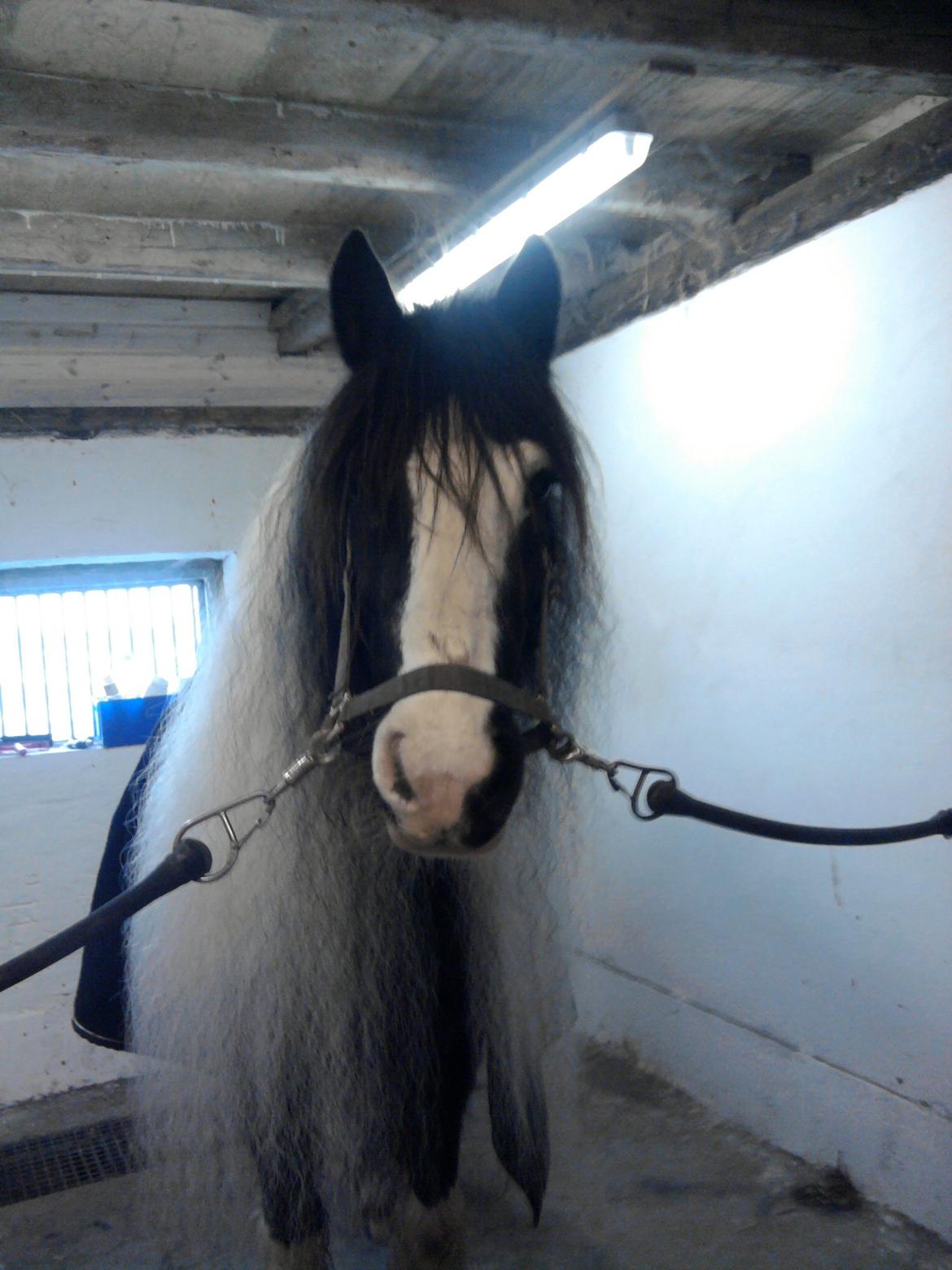 Tinker Lillevangens Pretty Woman billede 20