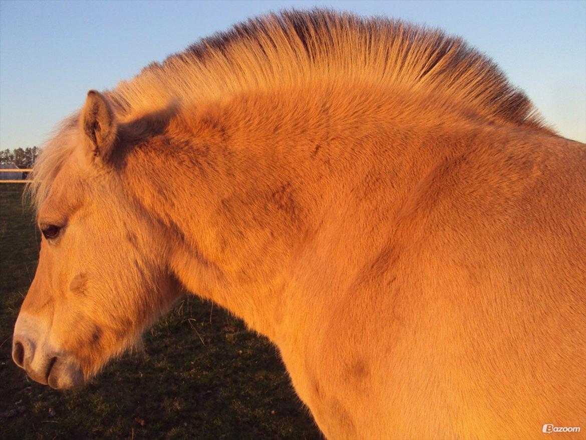 Fjordhest Gårdens riki aflivet:(himmelhest billede 35