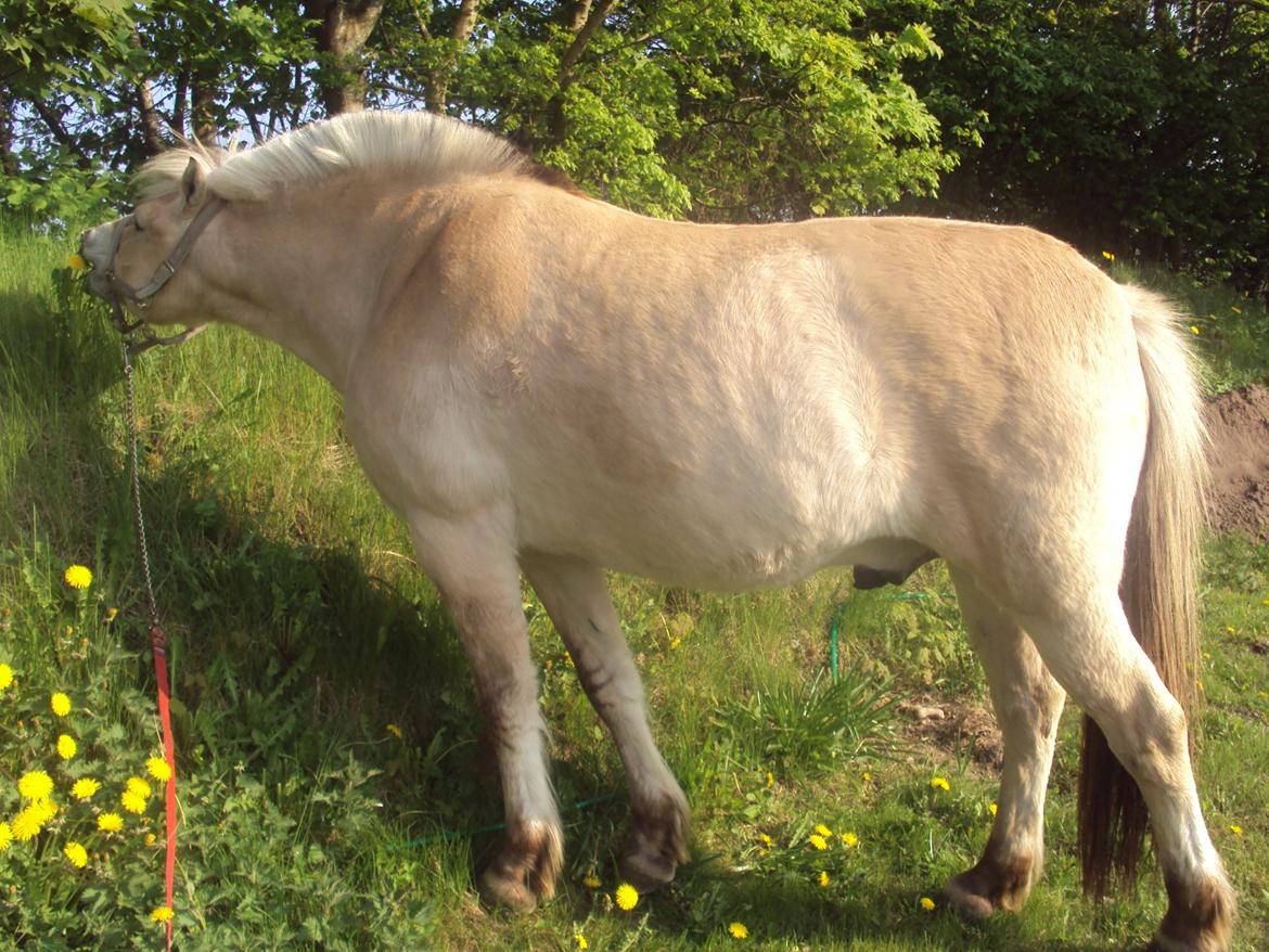 Fjordhest Gårdens riki aflivet:(himmelhest billede 44