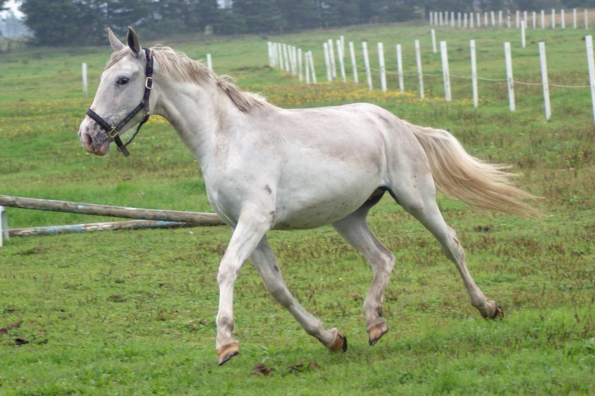 Knabstrupper Askepot † R.I.P † - Dagen jeg hentede hende :)
14-09-13 billede 1