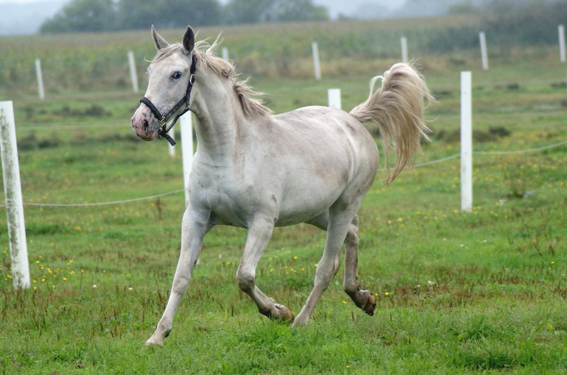 Knabstrupper Askepot † R.I.P † - Dagen jeg hentede hende :) 14-09-13 billede 2