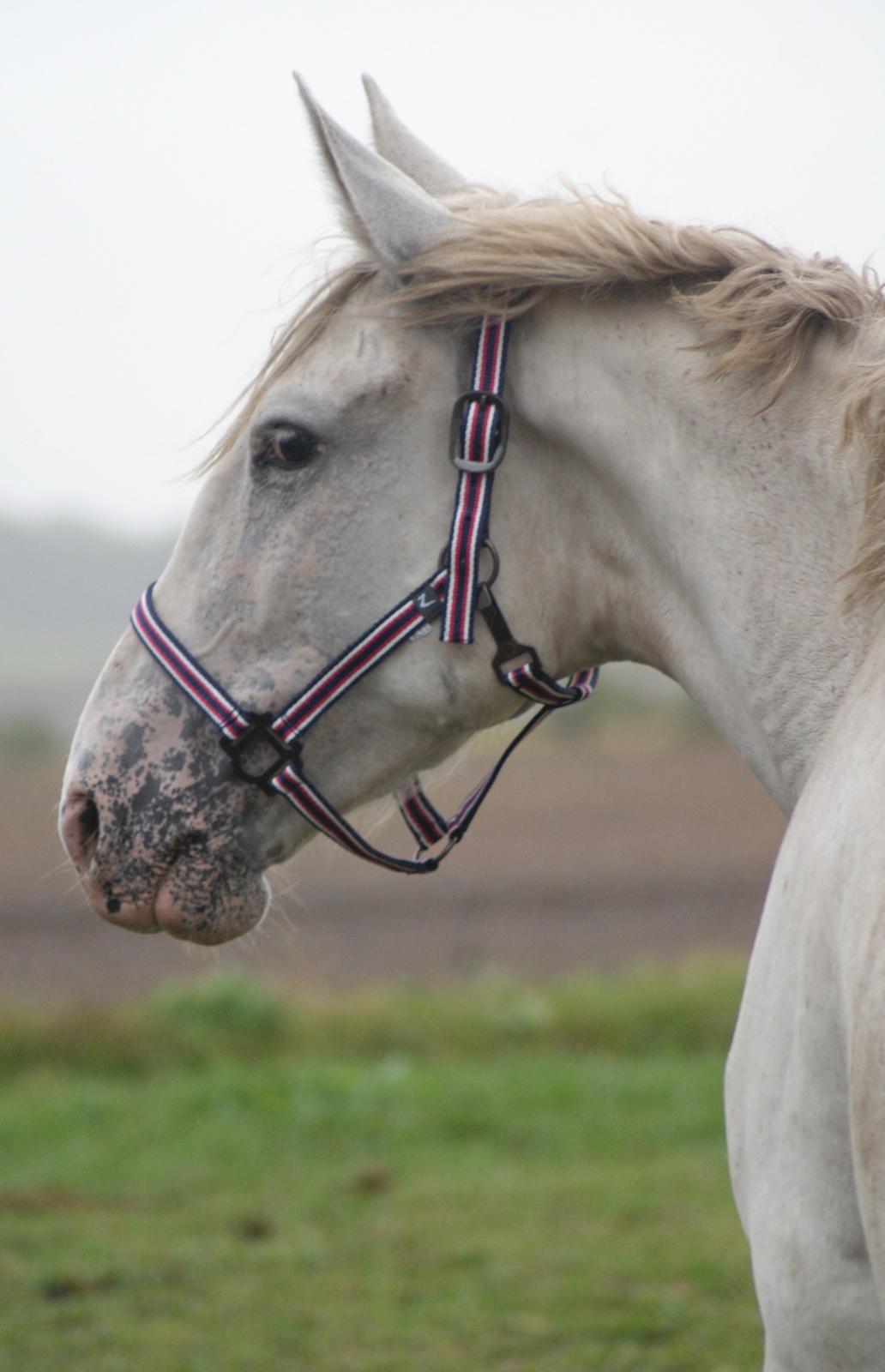 Knabstrupper Askepot † R.I.P † - 15-09-13 billede 3