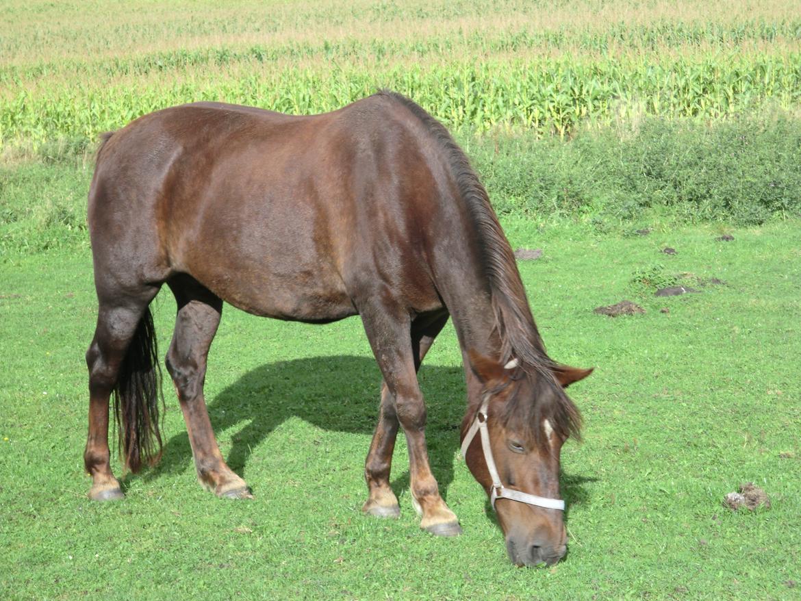 Welsh Cob (sec D) Rebecca Stensbæk billede 9