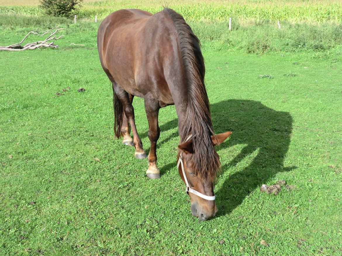 Welsh Cob (sec D) Rebecca Stensbæk billede 10