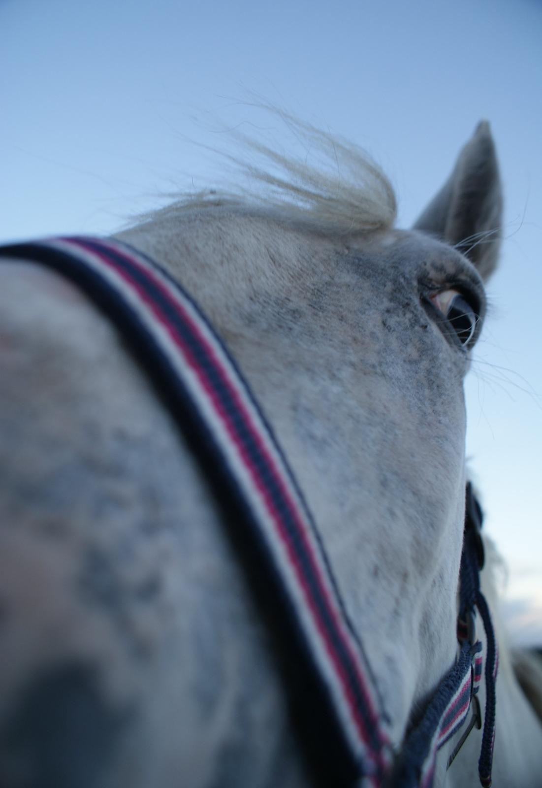 Knabstrupper Askepot † R.I.P † - 16-09-13 billede 4