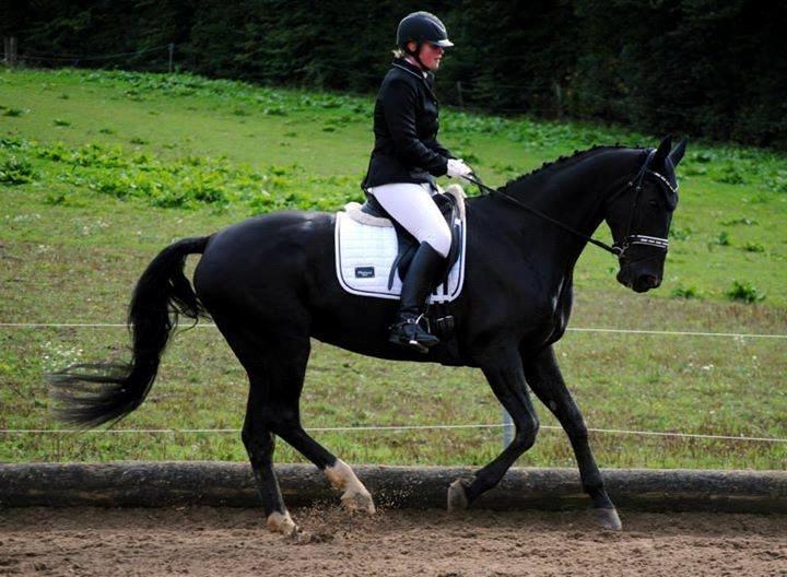 Dansk Varmblod Fruerlundens Rosita - LA3 til knap 68% og en 1. plads  billede 13