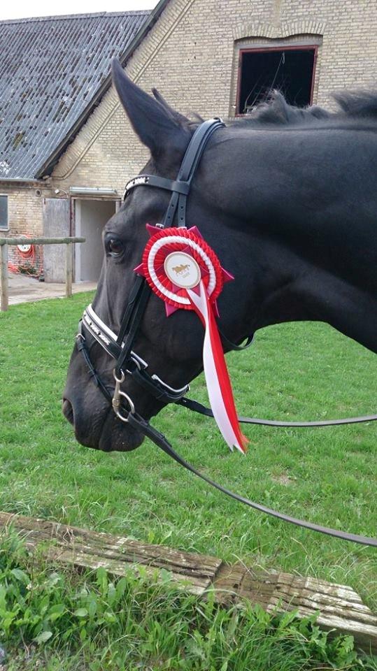 Dansk Varmblod Fruerlundens Rosita - LA3 til knap 68% og en 1. plads  billede 11