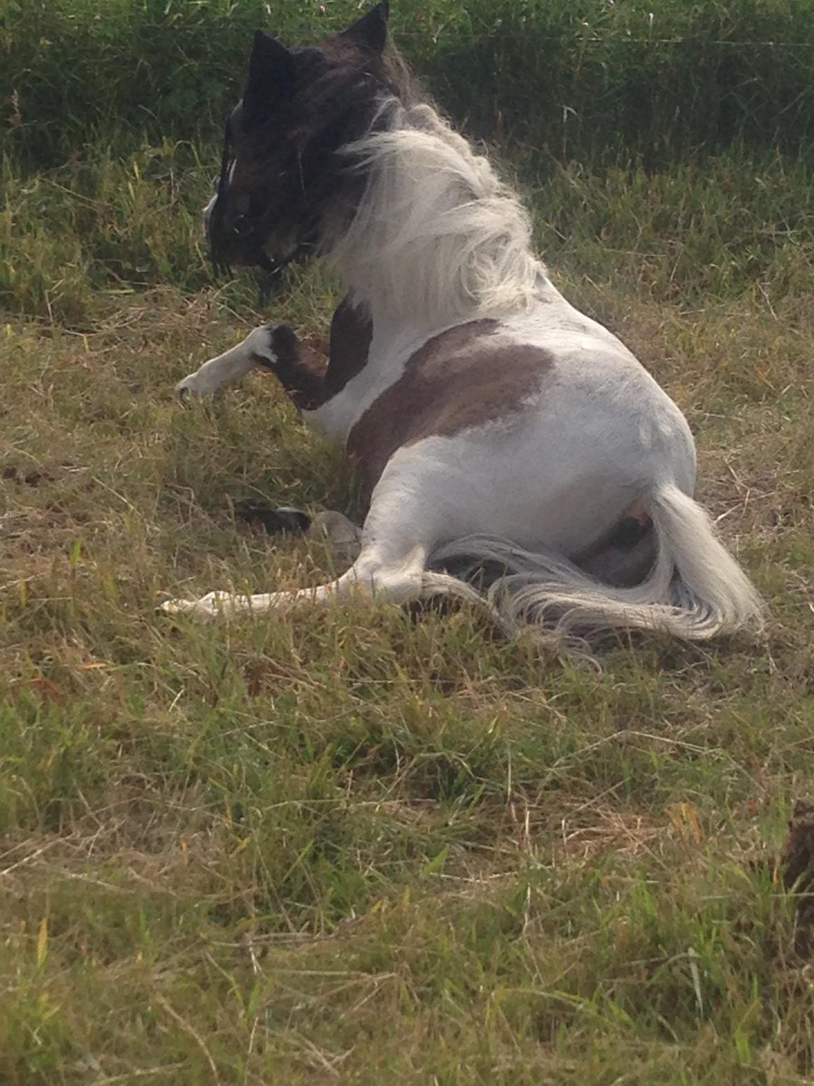 Shetlænder Alf billede 2