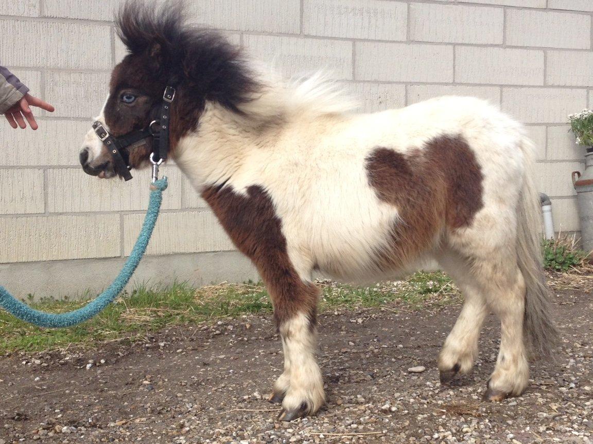 Shetlænder Alf billede 3