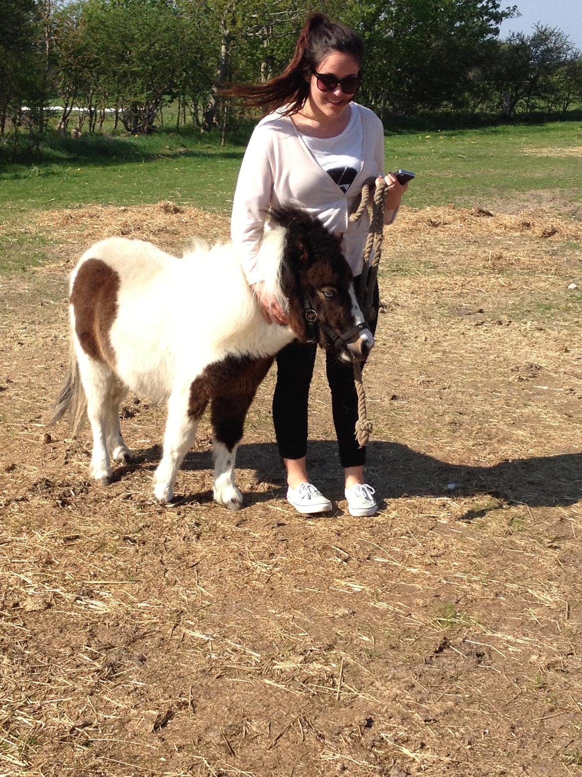 Shetlænder Alf billede 5