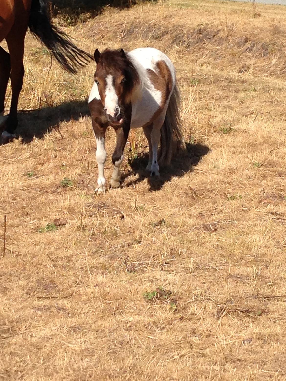Shetlænder Alf billede 6